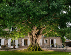 Arbre de l'année 2025 : votez pour le Ginkgo biloba de Centre-Val de Loire !