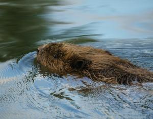 Parution de l'ultime numéro papier de Recherches naturalistes !