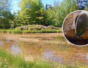 Près de 60% des espèces de Coléoptères aquatiques éteintes ou menacées en Centre-Val de Loire