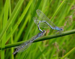 Un quart des espèces de libellules menacé en Centre-Val de Loire