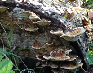 Plus de bois mort en forêt | Forêt et naturalité