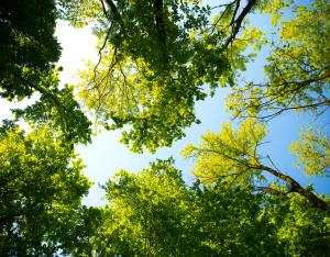 Bibliographie du dossier thématique Climat & biodiversité