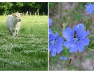 Journée CASDAR - Agriculture et Biodiversité