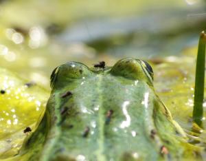 Chantiers participatifs de restauration de mares | réseau France Nature Environnement Centre-Val de Loire