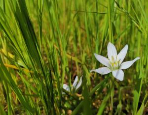 Quelques clés du mystère des plantes | CDPNE - Grand Chambord