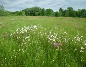 De la graine à la plante : filières locales et démonstration de brossage