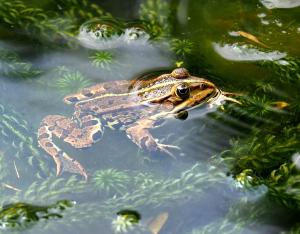 Journée interpôles de l'Observatoire régional de la biodiversité