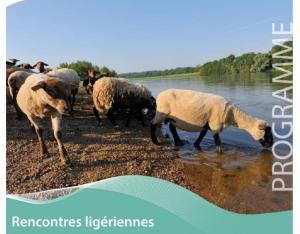 Rencontres ligériennes : restauration et préservation des vallées alluviales ligériennes par pâturage extensif | fédération des Cen