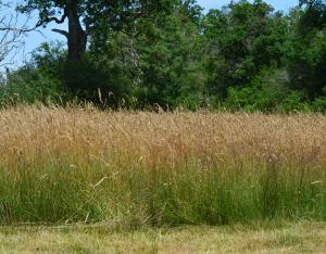 De la graine à la plante : filières locales et démonstration de brossage