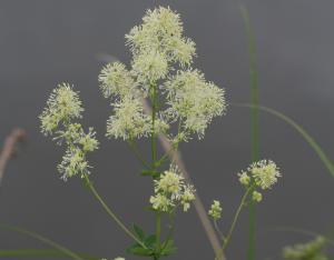 Sortie botanique dans le marais de la Cisse en Beauce