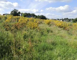 Végétal local s’installe dans le paysage | Plante&Cité