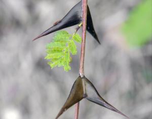 Secret défense chez les plantes | Mobe