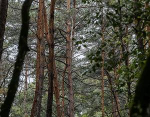 Les mardis de la science : les plantations forestières en Centre-Val de Loire | Mobe