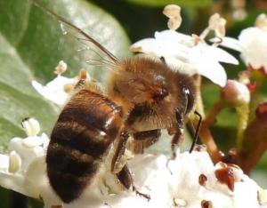 Entreprises et biodiversité : comment agir dans une logique RSE ? | UNIAGRO