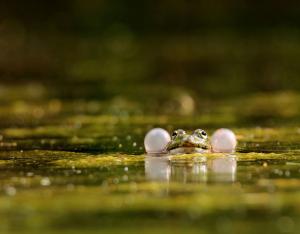 Fréquence Grenouille 2023