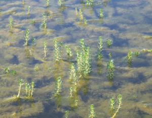 Reconnaissance des principales plantes invasives du Centre-Val de Loire