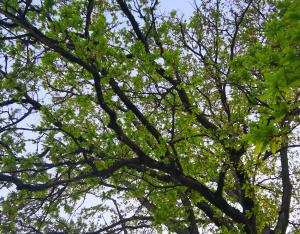 Fonds pour l'Arbre : présentation de l'AAP