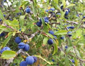 Prescrire du végétal local dans un projet d'aménagement | Office français de la biodiversité