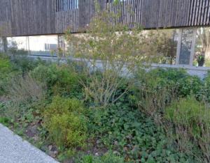 Espaces arbustifs : La place et le rôle des arbustes dans les stratégies de végétalisation urbaine | Plante&Cité