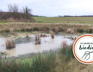 [À l'heure de la biodiv' !] Parcours de l'eau 2/4 : Contrer le ruissellement en milieu rural
