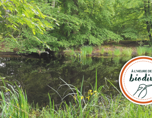 [À l'heure de la biodiv' !] Parcours de l'eau 3/4 : Saisir les opportunités des milieux humides