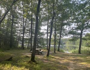 Bain de forêt à l'étang de Montperché (41)