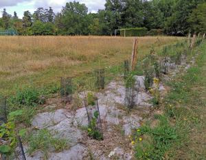 Végétaliser mon territoire et gérer les invasives | Monnaie (37)