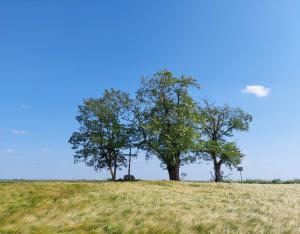 "Un territoire, des arbres" lancement du projet d'inventaire des arbres du Pays Loire Beauce