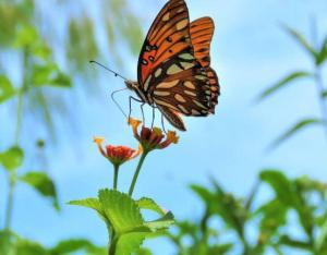 La démarche d’évitement dans les documents d’urbanisme | CNFPT