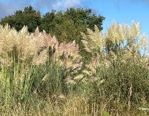  Solutions et outils pour faire face à l’Herbe de la pampa | CdR EEE