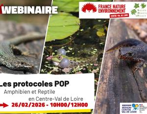 Les protocoles POP Amphibien et Reptile en région