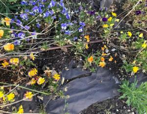 Diminuer l'usage des plastiques dans la gestion des espaces verts des commune | ARBe Sud