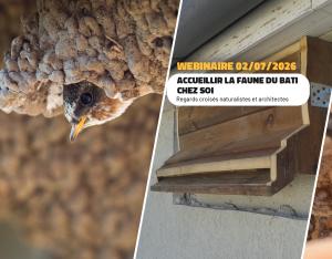 Accueillir la faune du bâti chez soi : regards croisés naturalistes et architectes | FNE Centre-Val de Loire