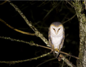 Des ABC pour préserver et restaurer la biodiversité nocturne | OFB et CdR TVB
