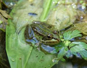 Journée interpôles de l'Observatoire régional de la biodiversité sur les mares