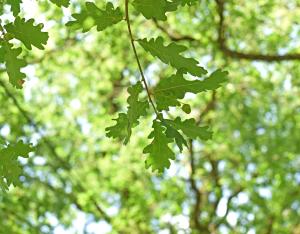 Planter un bosquet urbain