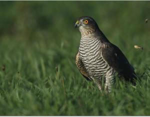 Faire revenir les oiseaux sur mes terres agricoles