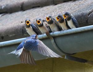 Accueillir la biodiversité dans le bâti