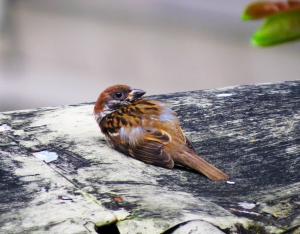 Sauver la faune sauvage en détresse