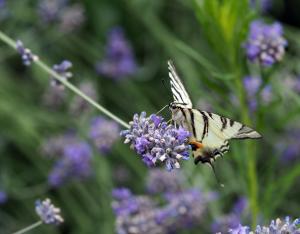 Accueillir la biodiversité au jardin