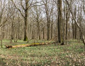 Évaluer le potentiel d'accueil en biodiversité d'une forêt