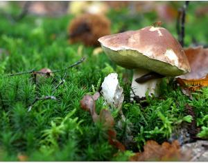 Parler de la biodiversité forestière dans ma classe 