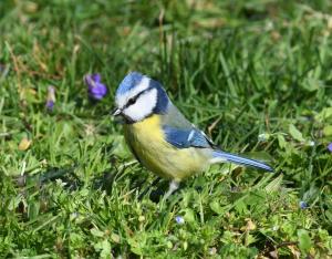 Contribuer à un inventaire participatif : suivre les oiseaux communs