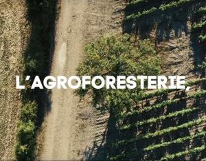 L'agroforesterie en viticulture - préambule