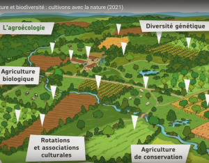Agriculture et biodiversité : cultivons avec la nature | ARB Île-de-France