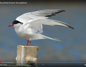 Beaugency, un site préservé pour les espèces | OFB