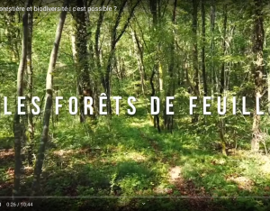 À la découverte des forêts de feuillus