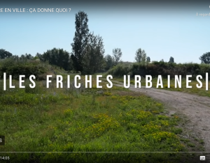 À la découverte des friches urbaines