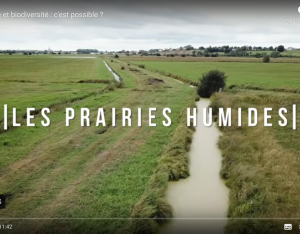 À la découverte des prairies humides