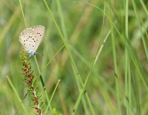 L'AZURÉ DES MOUILLÈRES : La Chronique du Vivant #11